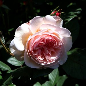 A Shropshire Lad - David Auistin cespuglio/rampicante