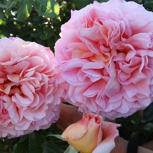Abraham Darby - David Austin vaso 10 lt