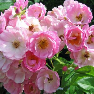 Blush Rambler vaso 6lt h. 2mt.