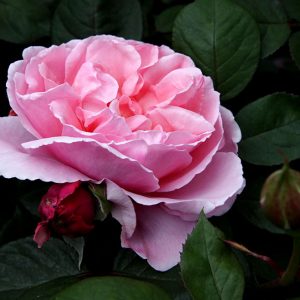 Brother Cadfael - David Austin cespuglio