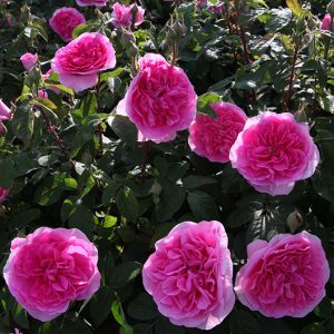 Gertrude Jekyll -David Austin cespuglio/rampicante