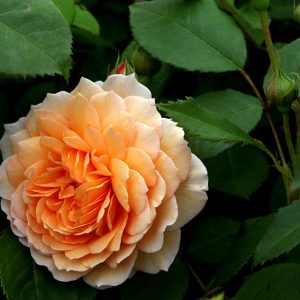 Grace - David Austin cespuglio