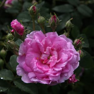 Ispahan