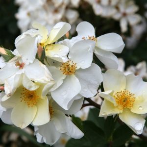 Kew Gardens ( Ausfence ) - David Austin cespuglio