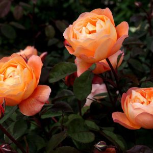 Lady Emma Hamilton ( Ausbrother ) - David Austin cespuglio