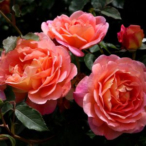 Lady of Shalott  ( Ausnyson 2009 ) - David Austin cespuglio/rampicante