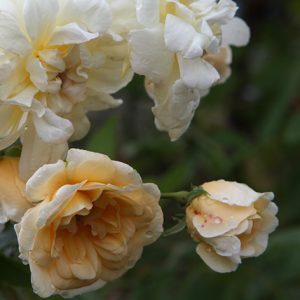 Malvern Hills (Auscanary)  - David Austin Rambler Rifiorente