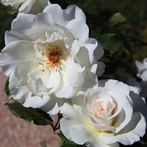 Margaret Merril