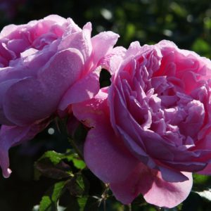Mary Rose (Ausmary) David Austin cespuglio