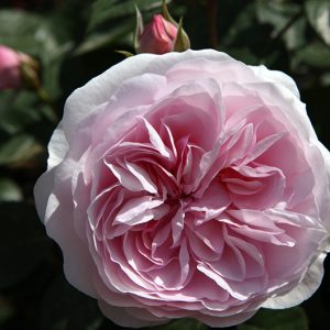 Olivia  Rose Austin (Ausmixture) David Austin cespuglio
