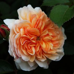 Port Sunlight (Auslorty) David Austin cespuglio