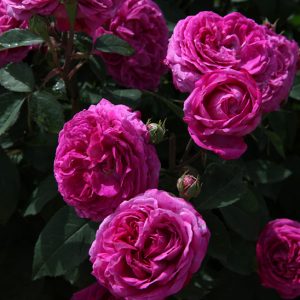 Reine des Violettes