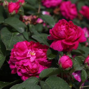 Rose de Rescht