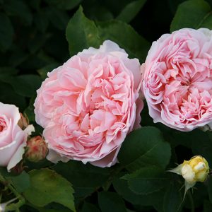 St Swithun (Auswhite) David Austin cespuglio/rampicante
