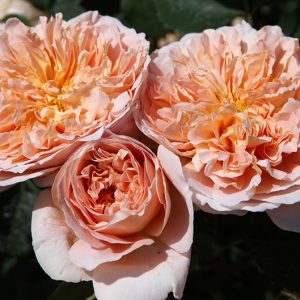 Tea Clipper vaso 12 lt h 2,00mt