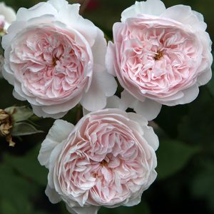 The Albringhton Rambler (Ausmobile) David Austin rambler rifiorente