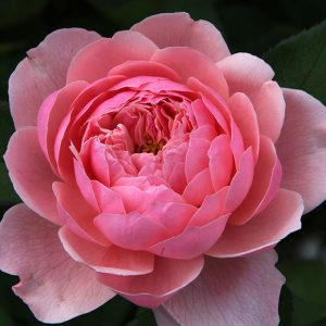 The Alnwick Rose (Ausgrab) David Austin cespuglio