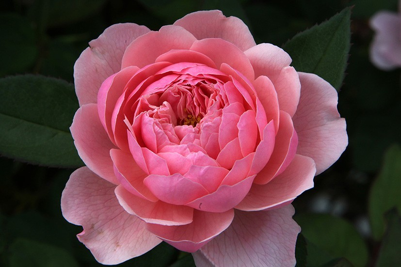 The Alnwick Rose (Ausgrab) David Austin cespuglio