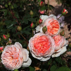 William Morris (Auswill) David Austin cespuglio/rampicante h 1,80