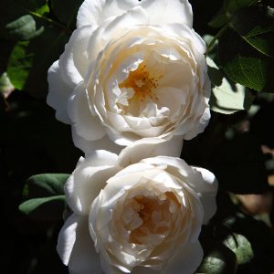 William and Catherine (Ausrapper) rampicante 6 lt h 1,80