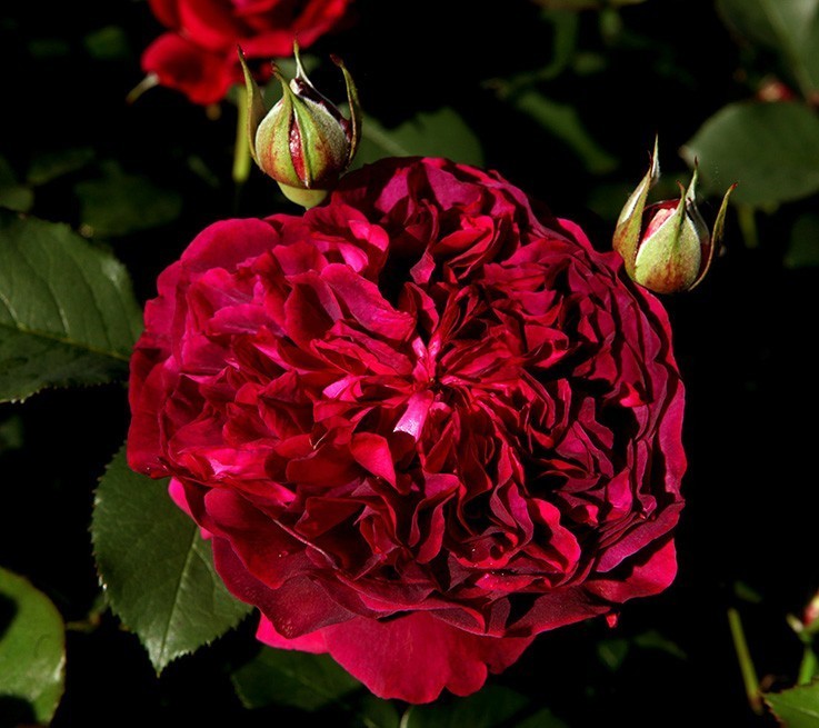 acquistare rose David Austin originali inglesi