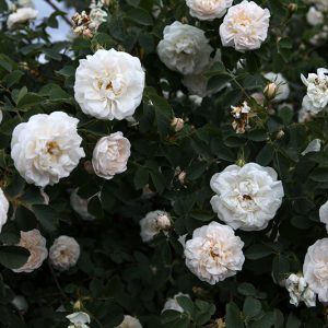 Alba Maxima