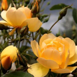 Austin's Buttercup