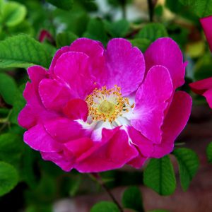 Rosa Canina Asisiensis