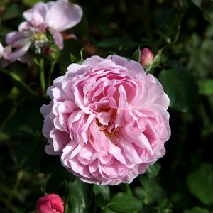 Charles  Rennie Mackintosh - David Austin cespuglio