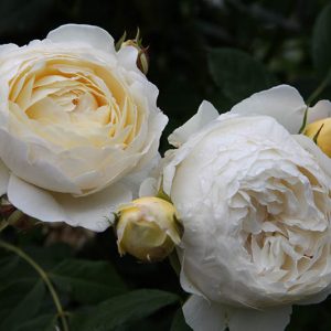 Claire Austin - David Austin  cespuglio/rampicante