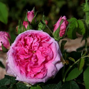 Compte de Chambord