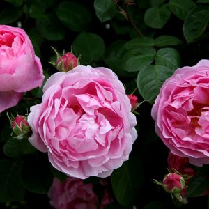 Constance Spry - David Austin rampicante