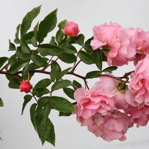 Cornelia