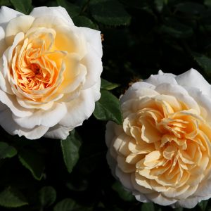 Crocus Rose sin. Emanuel - David Austin cespuglio