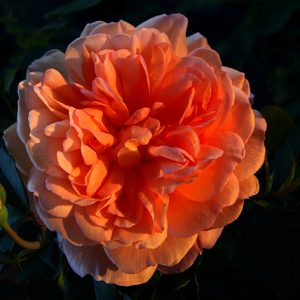 Dame Judi Dench - David Austin cespuglio