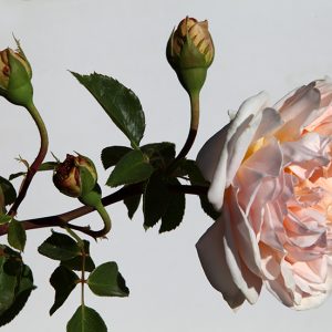Evelyn - david Austin cespuglio