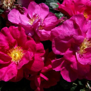 Rosa Gallica Officinalis