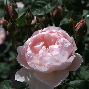 Gentle Hermione - David Austin cespuglio
