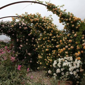 Golden Celebration - David austin cespuglio/rampicante