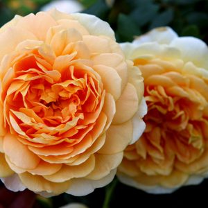 Golden Celebration - David austin cespuglio/rampicante