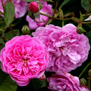 Harlow Carr - David austin cespuglio