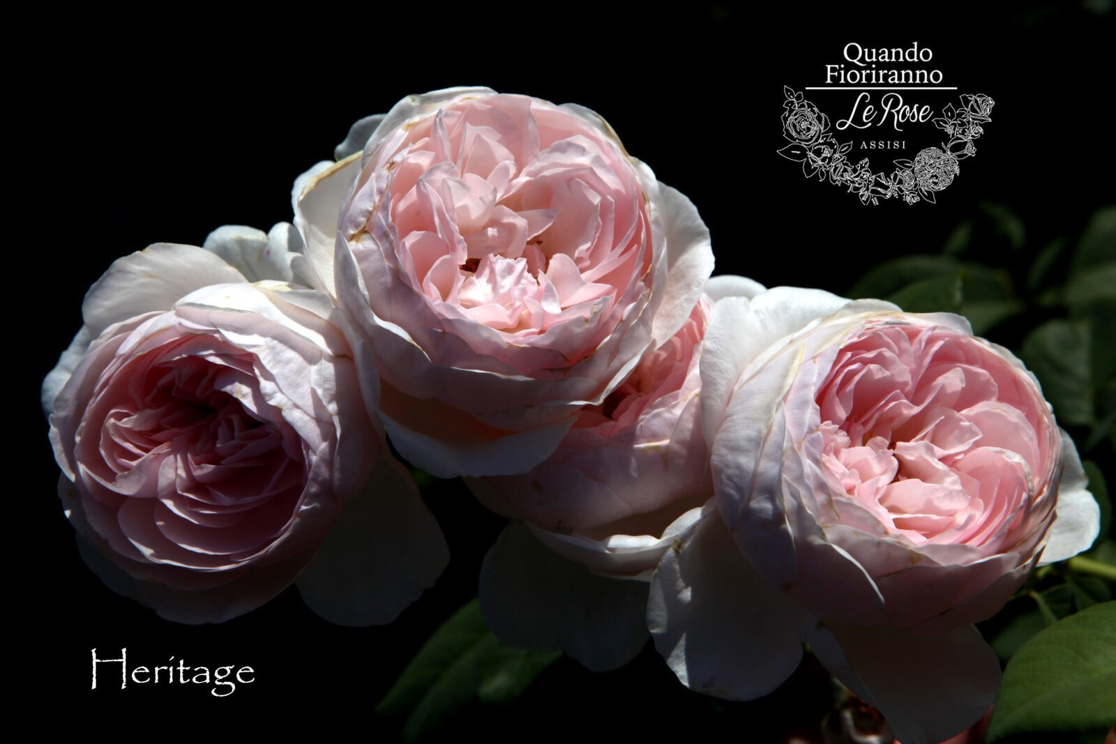 Heritage - David austin cespuglio