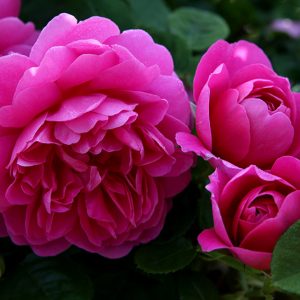 Princess Anne (Auskitchen) David Austin cespuglio