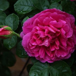 Princess Anne (Auskitchen) David Austin cespuglio