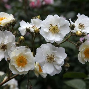 Rambling Rector H 1,80