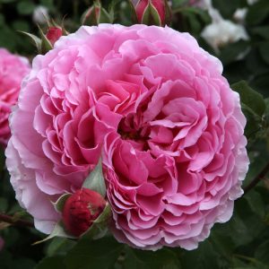 Princess Alexandra of Kent (Ausmerchant) David Austin cespuglio