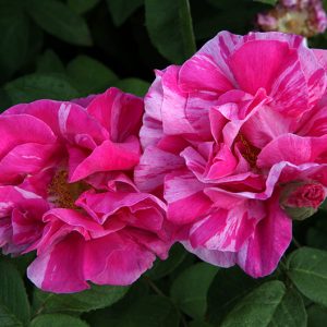Rosa Mundi