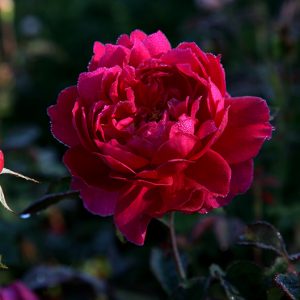 Sophy's Rose (Auslot) David Austin cespuglio