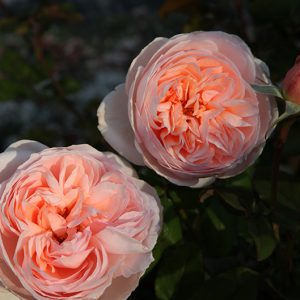 Sweet Juliet