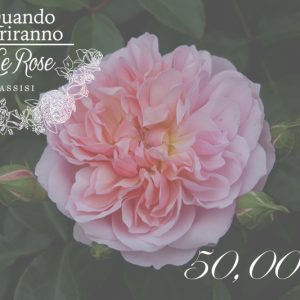 Buono regalo 50,00 euro